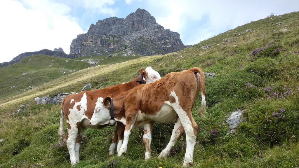 Haus Traudl Daire Mayrhofen Dış mekan fotoğraf